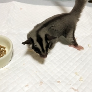 フクロモモンガ 女の子です