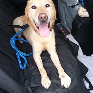 ラブラドール男の子