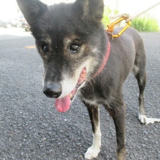 緊急！黒柴MIXおばあちゃん。保健所から里親募集！