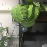 シクロップオス