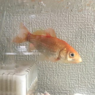 金魚一匹里親募集
