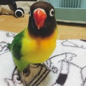 キエリクロボタンインコ ♂生後一年