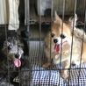 ばぁちゃん、若僧をよろしくね！