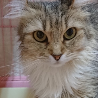 アメリカンカール☆ジャスミン☆女の子・5歳・中長毛