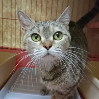 スコF☆ヨンス☆女の子・立耳・6歳・短毛