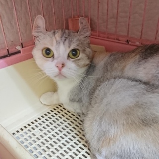 アメリカンカール☆リップル☆女の子・5歳