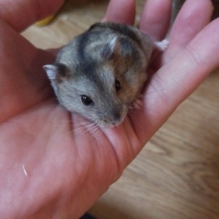 閲覧、応募ありがとうございました。