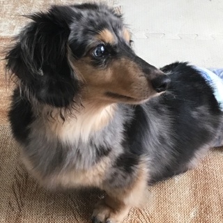 毛並みの素敵なシルバーダップル♀です♪