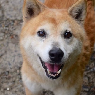 ウサギのしっぽのコージくん♡