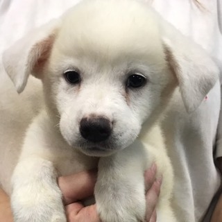 ♂364 里親募集です！