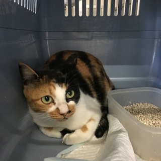 里親様が決まりました♡有難うございました！