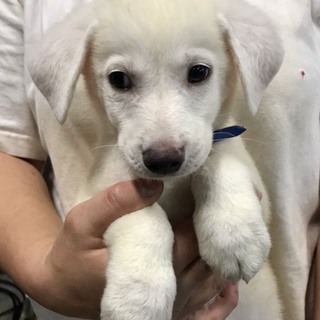 ♂366 里親募集です！