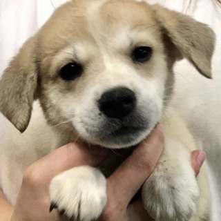 ♂368 里親募集です！