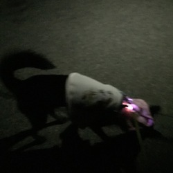 「夜のお散歩対策」サムネイル2