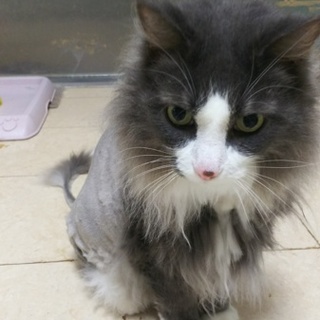 鼻ポッチのノルウェージャン