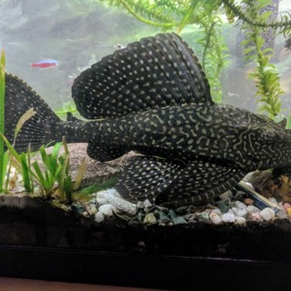 セルフィンプレコ