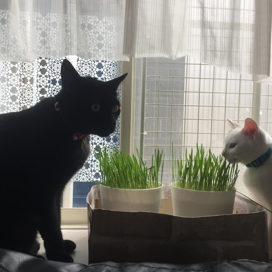 シャルルのカバー写真