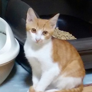 茶白❤男の子　8ヵ月