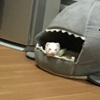 シータ