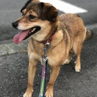 毎日喜び爆発中！ジンジャー！