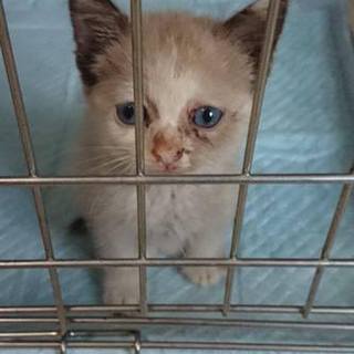 10/1 譲渡会シャム仔猫 1か月半 