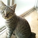 キジトラ猫の女の子と男の子もらってください☆