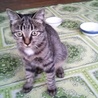 キジトラ猫の女の子と男の子もらってください☆ サムネイル2