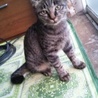 キジトラ猫の女の子と男の子もらってください☆ サムネイル5