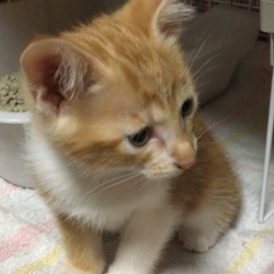 弟ニャンコがやって来た！！