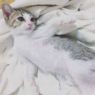 保護こねこ ベンジャミンくん（仮名）