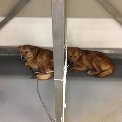 「しし罠ブラザーズ→みつお、はらお、譲渡決定！」サムネイル1