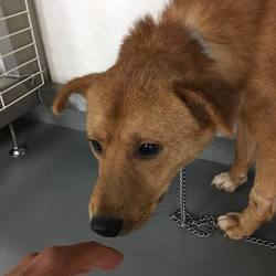 「しし罠ブラザーズ→みつお、はらお、譲渡決定！」サムネイル2