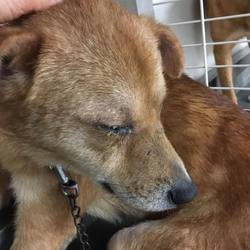 「しし罠ブラザーズ→みつお、はらお、譲渡決定！」サムネイル3