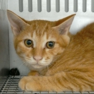 10月1日に期限を迎える穏やかな茶トラくん