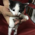 白黒ブチ子猫(オス) 里親さん募集