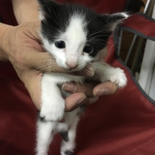 白黒ブチ子猫(オス) 里親さん募集