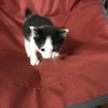 白黒ブチ子猫(オス) 里親さん募集 サムネイル2