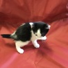 白黒ブチ子猫(オス) 里親さん募集 サムネイル3