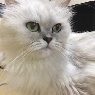 急募！里親になってくれる方を探しています！