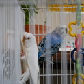 セキセイインコ夫婦2匹（生後八ヶ月）