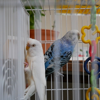 セキセイインコ夫婦2匹（生後八ヶ月）