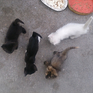 めっちゃ、可愛い仔ネコたち