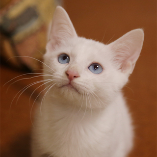 ブルーアイの白ちゃん、甘えん坊