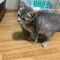 モカちゃん2ヶ月弱里親募集