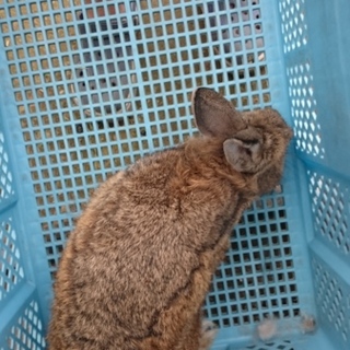 静一朗 里親様募集