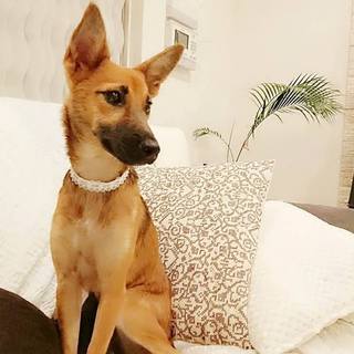 シェパMIX？お耳ダンボの宮古島犬♡