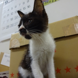 非常に人懐っこい2か月ほどの子猫です