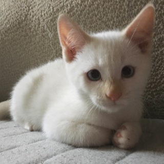 【交渉中です】ねこくん 2ヶ月半