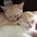 【子猫2匹】1年間里親募集、詳細は下記にて