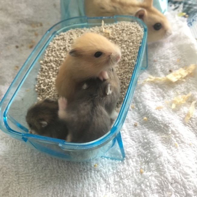 ちぇりさくらのカバー写真